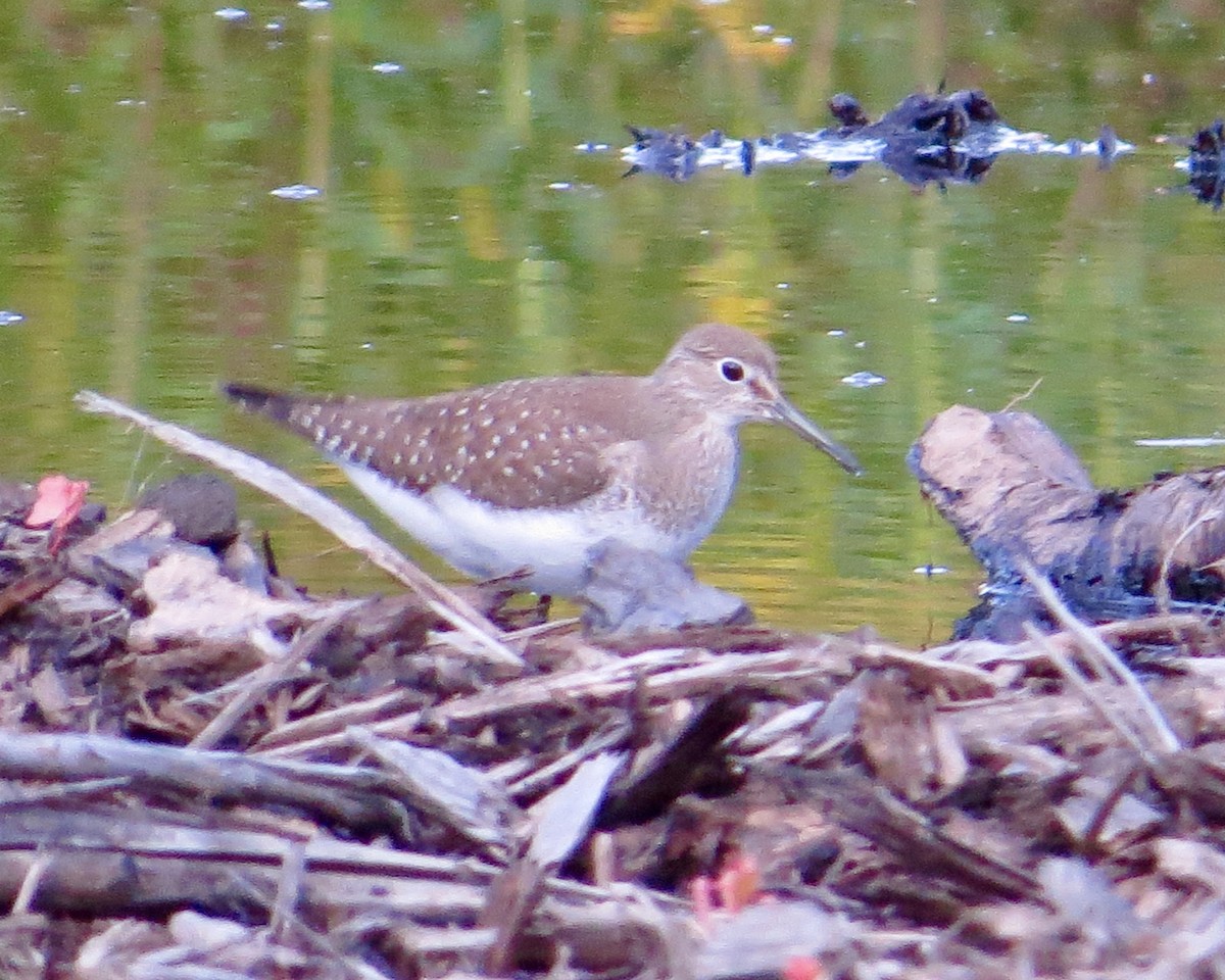 Solitary Sandpiper - ML609226867