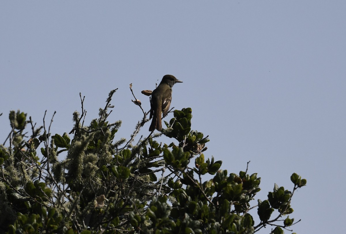 Great Crested Flycatcher - Cooper Scollan