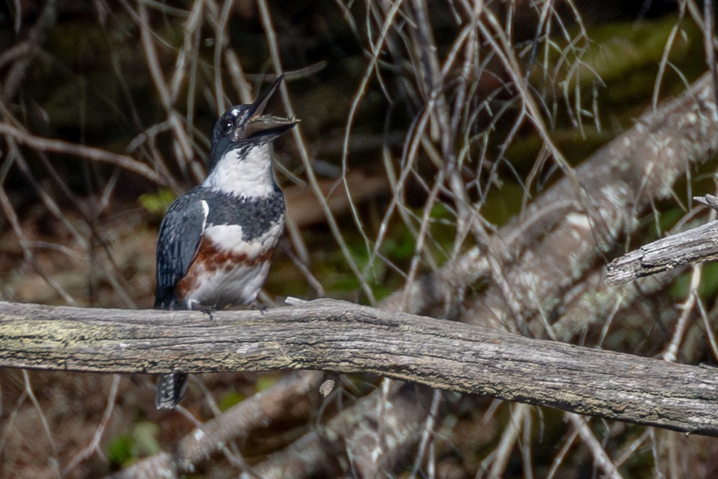 Belted Kingfisher - ML609226890