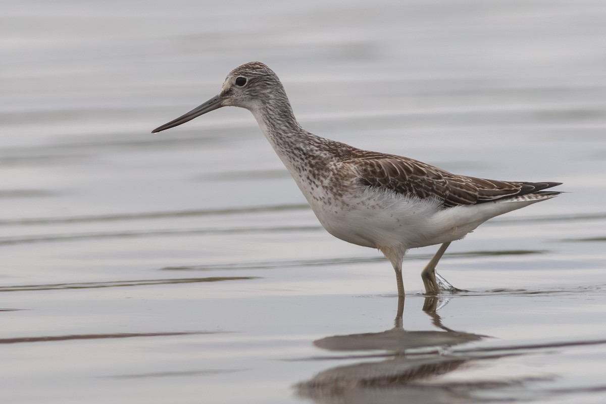 Common Greenshank - ML609226894