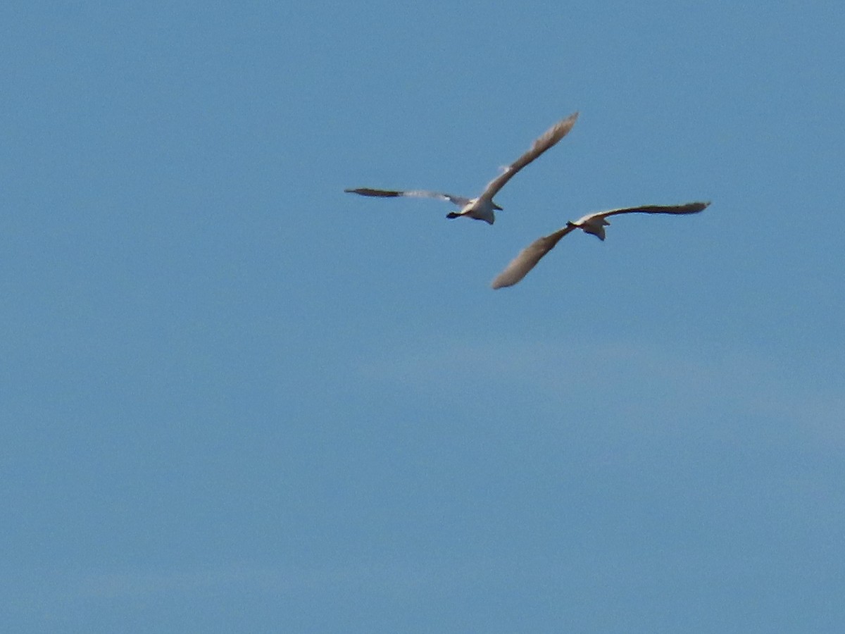 Great Egret - ML609226901