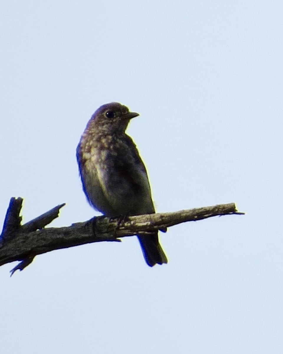 Eastern Bluebird - ML609226912