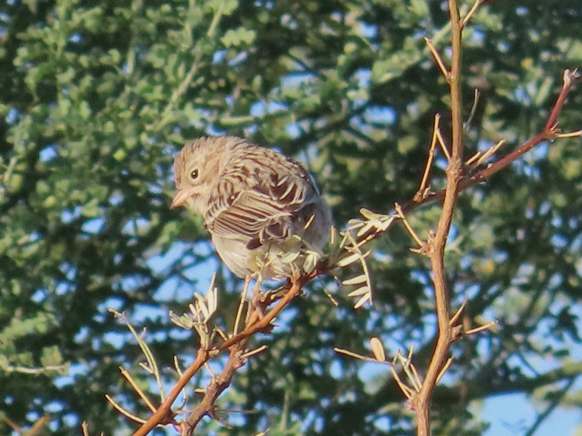 Brewer's Sparrow - ML609226922