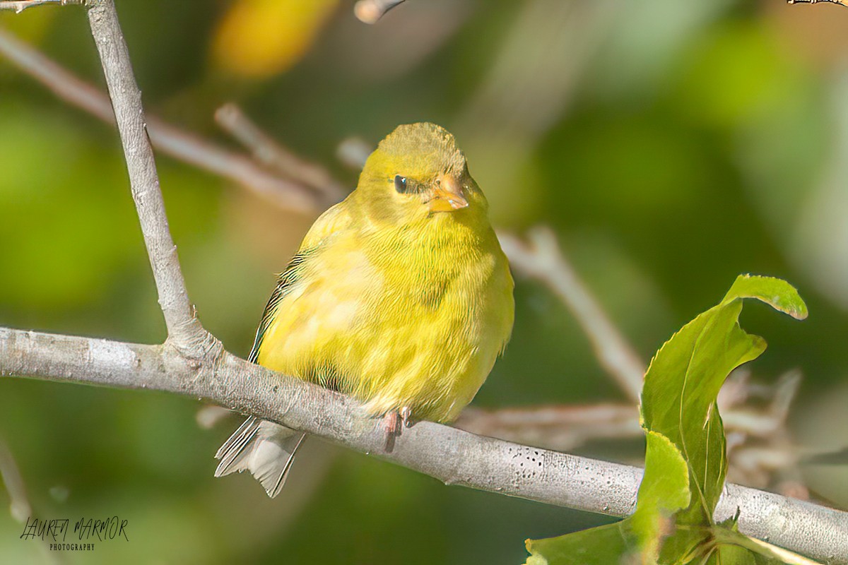 American Goldfinch - ML609226949