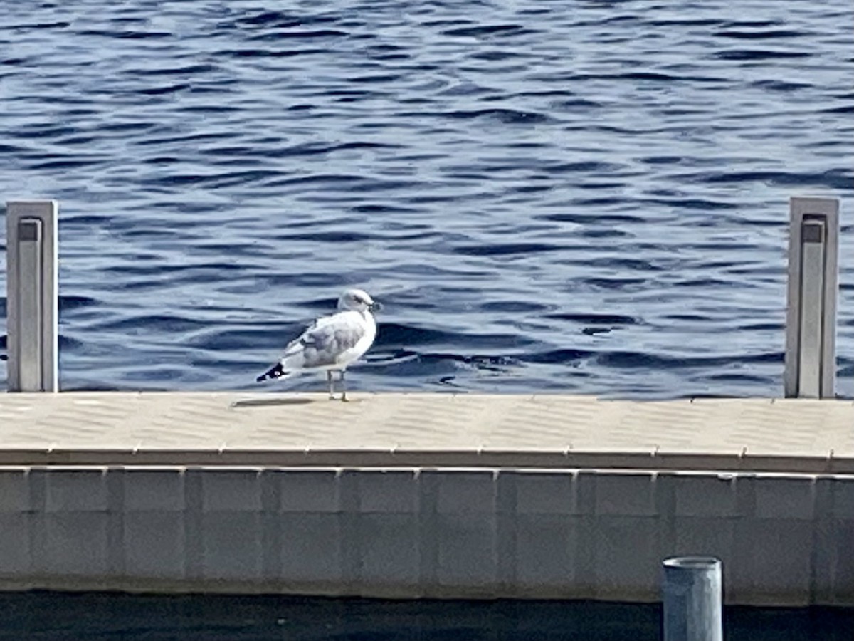 Ring-billed Gull - ML609226963