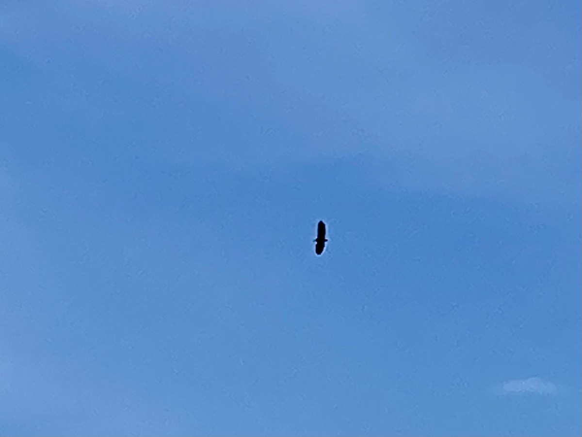 Bald Eagle - ML609226972
