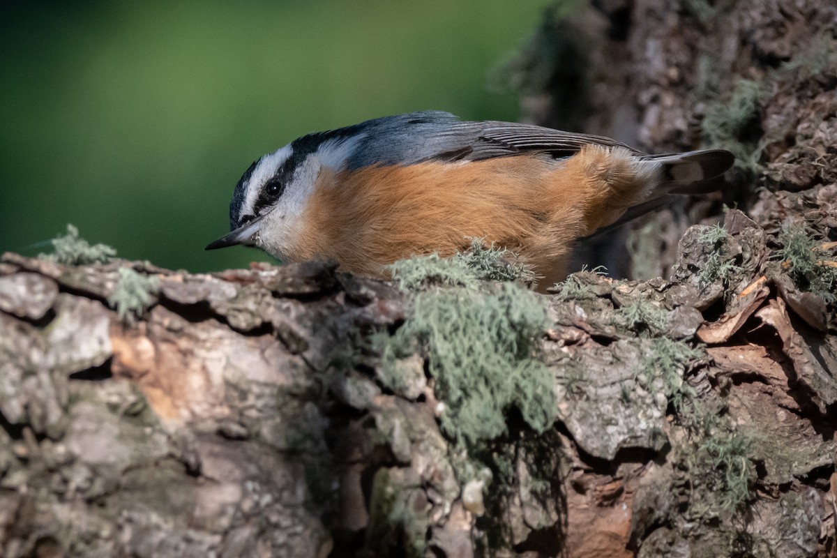 Red-breasted Nuthatch - ML609226994