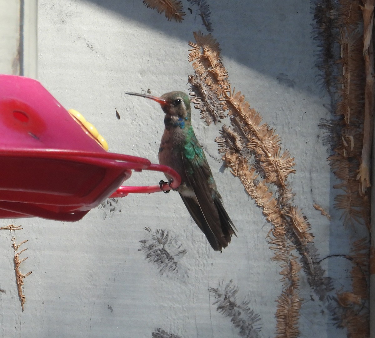 Broad-billed Hummingbird - ML609227002