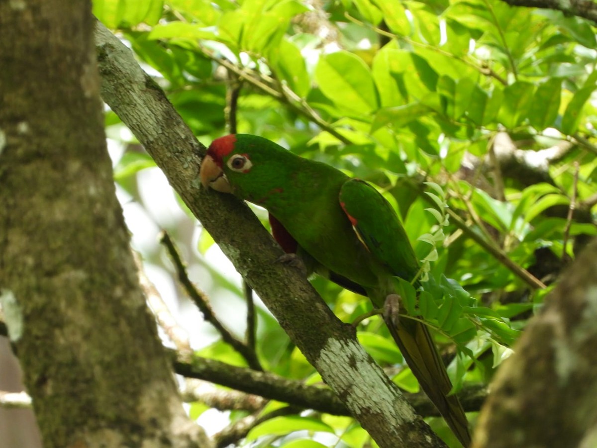 Crimson-fronted Parakeet - ML609227123