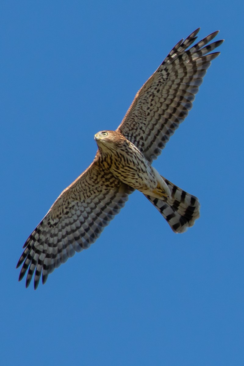 Cooper's Hawk - ML609227287