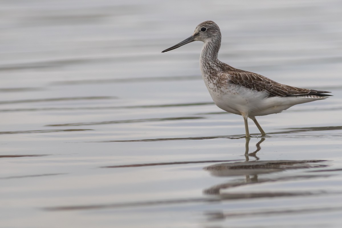 Common Greenshank - ML609227299