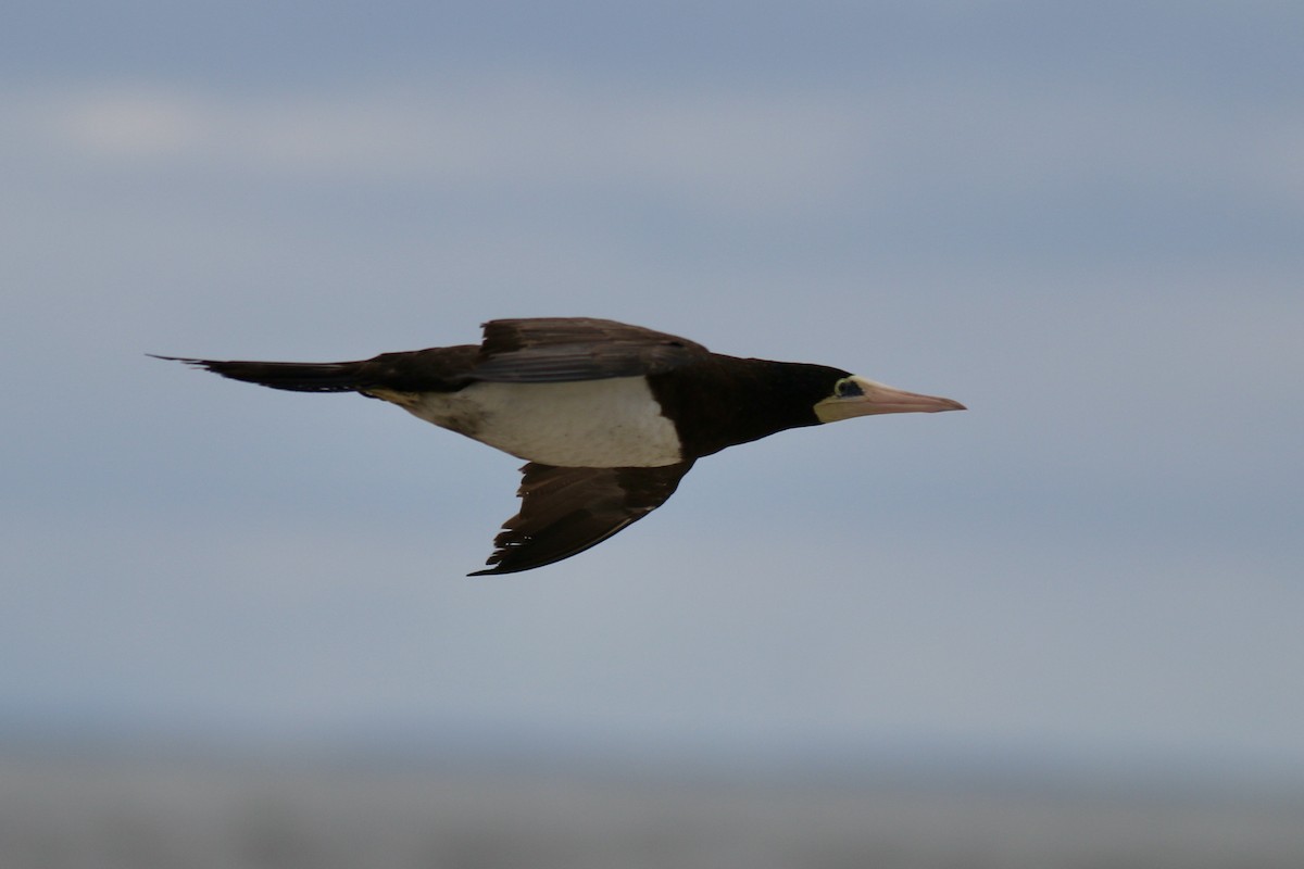 Brown Booby - ML609227349