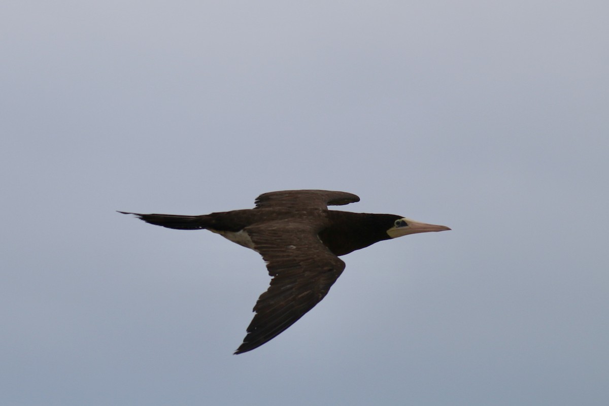 Brown Booby - ML609227354