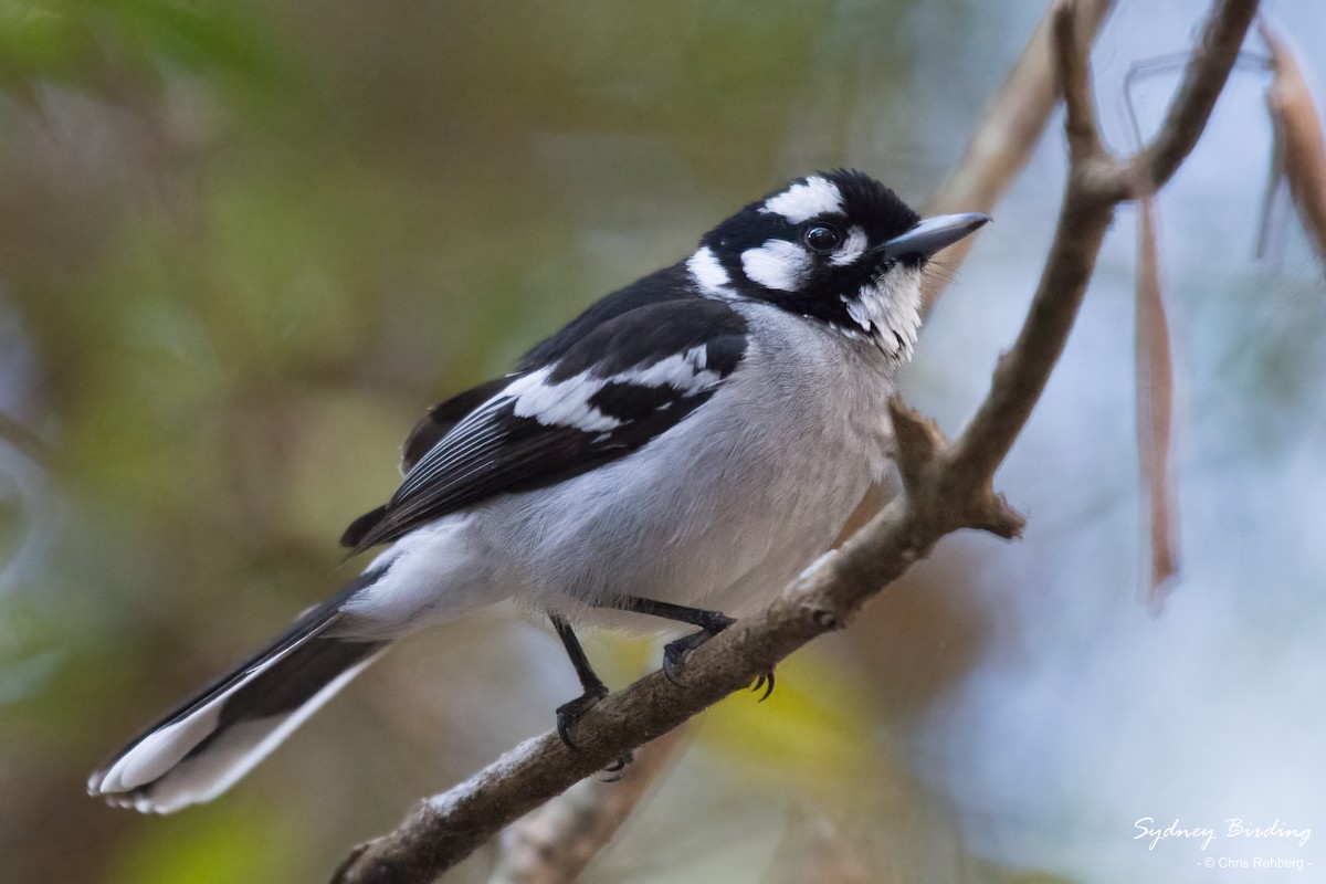 White-eared Monarch - ML609227463