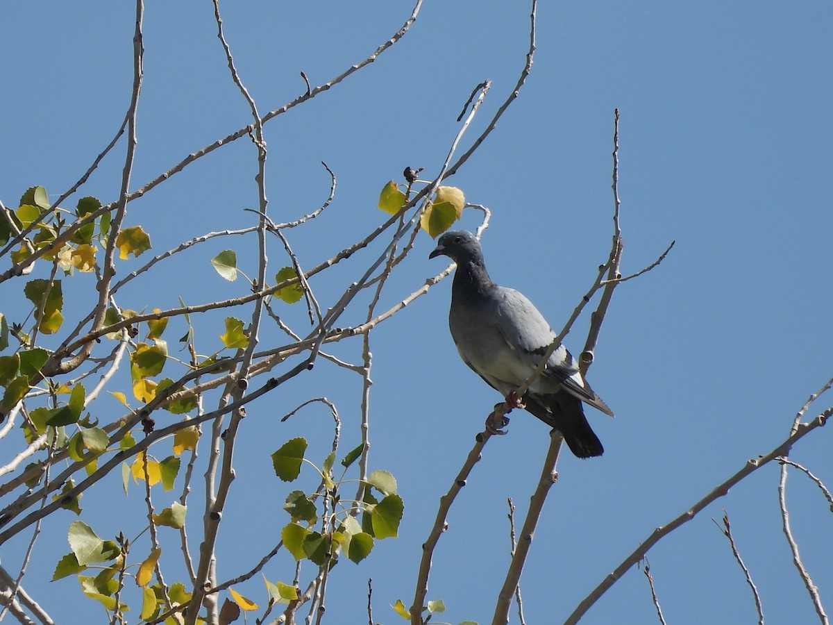 Rock Pigeon (Feral Pigeon) - ML609227504