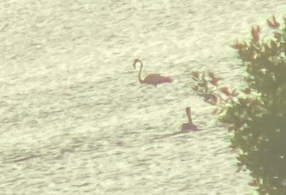 American Flamingo - ML609227610