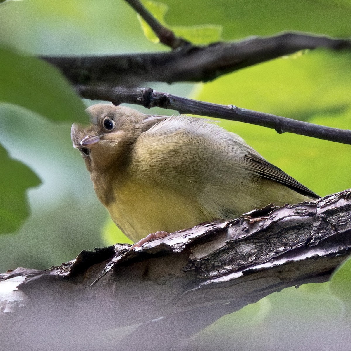 Connecticut Warbler - ML609227641