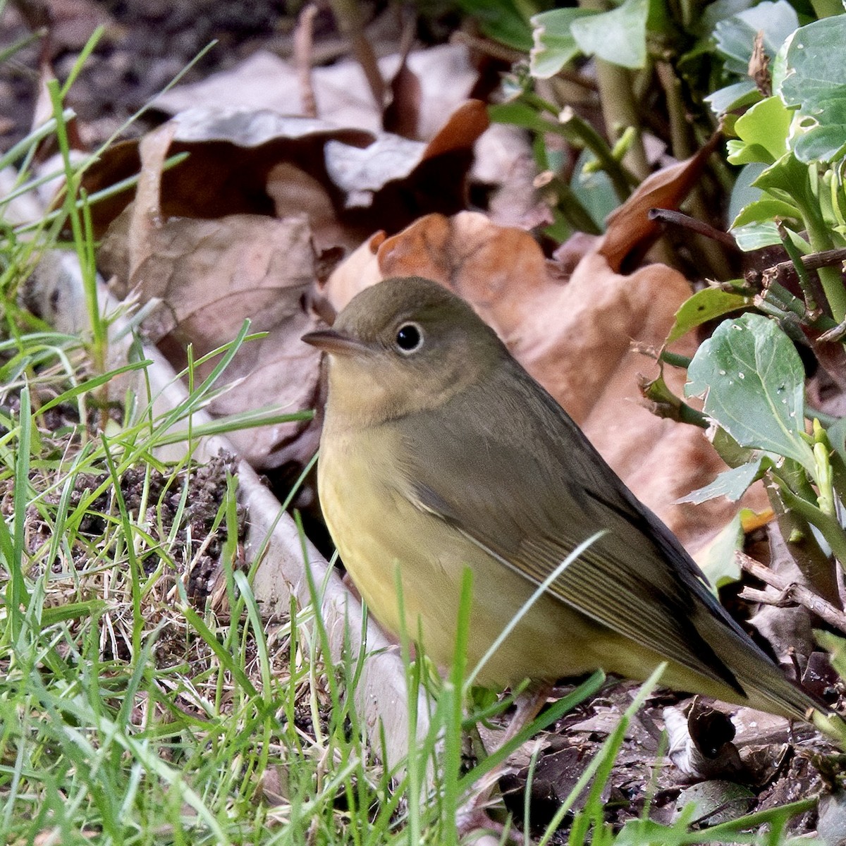 Augenring-Waldsänger - ML609227642