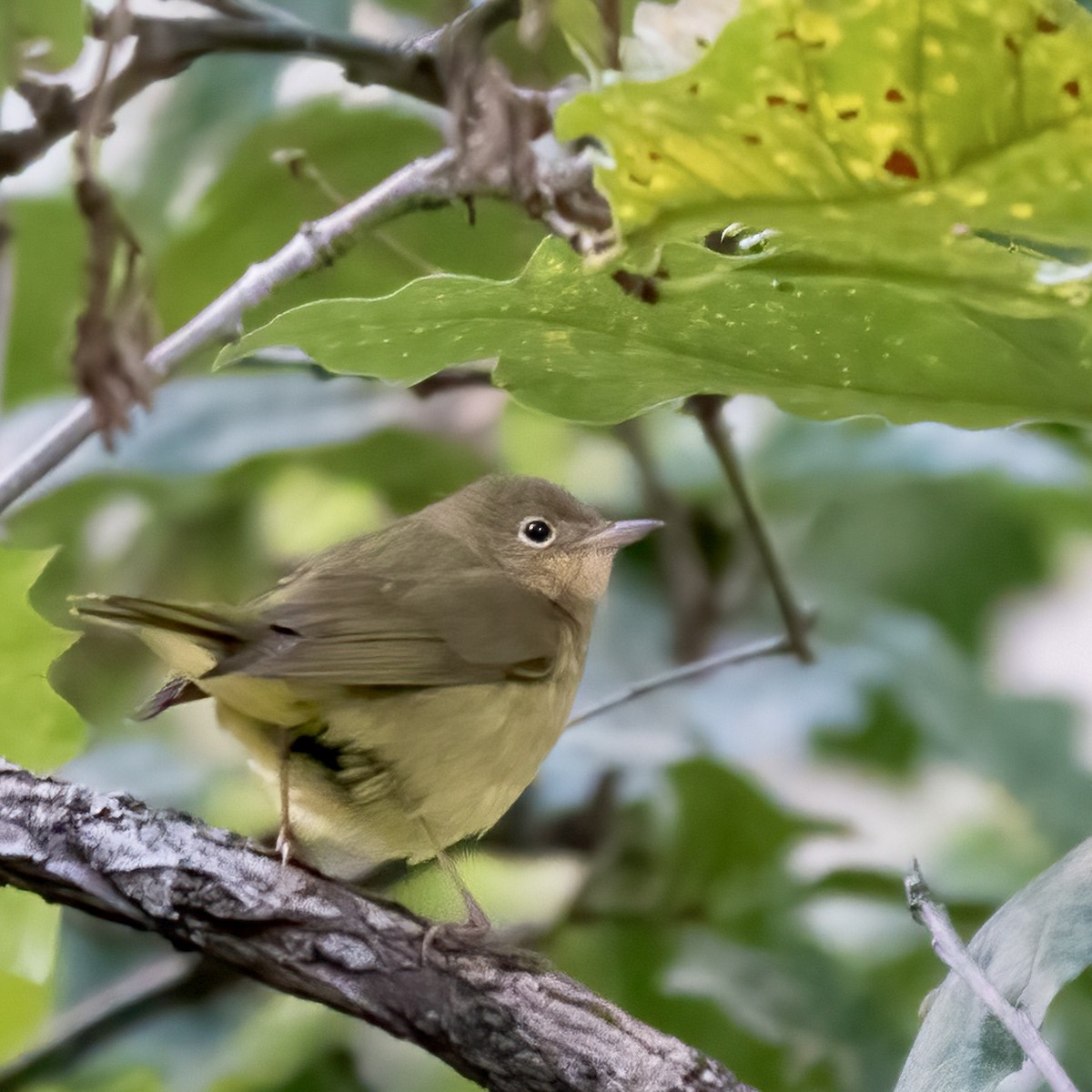 Connecticut Warbler - ML609227643