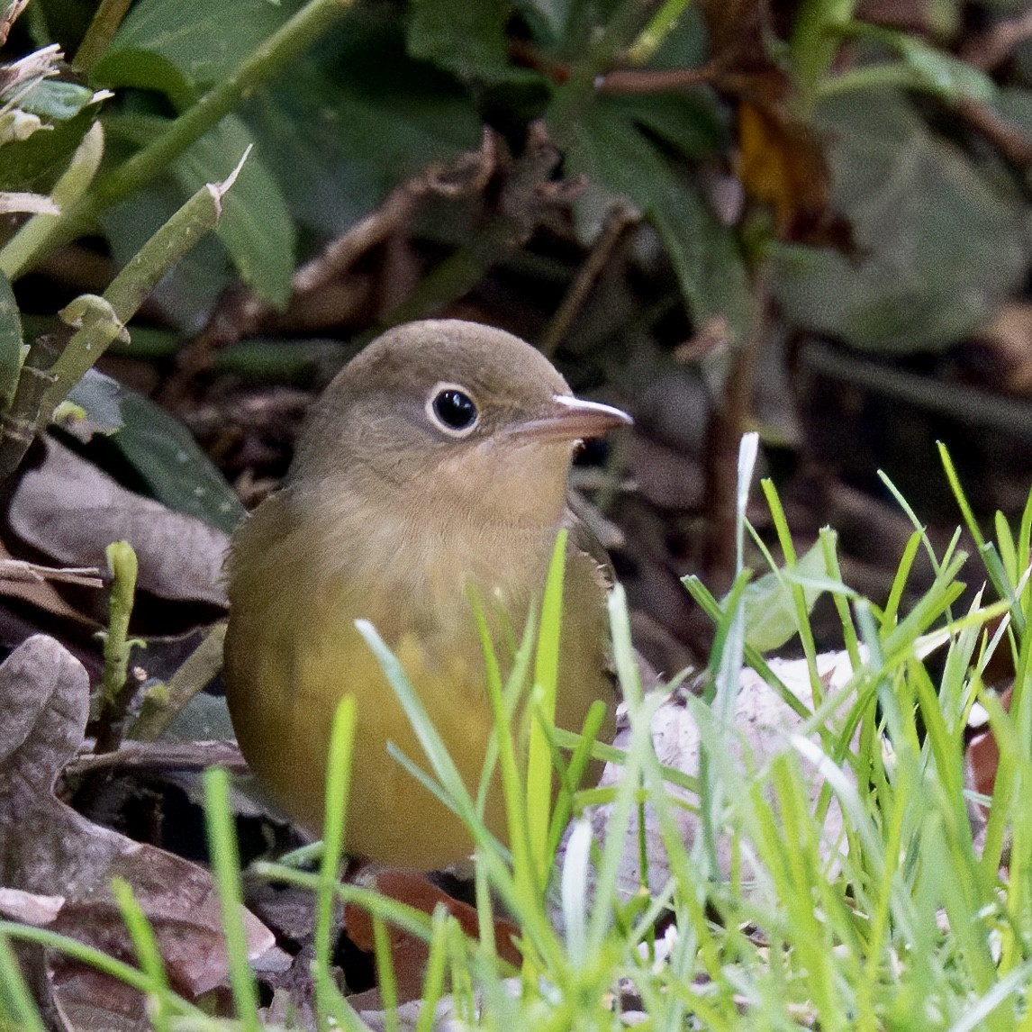 Connecticut Warbler - ML609227644