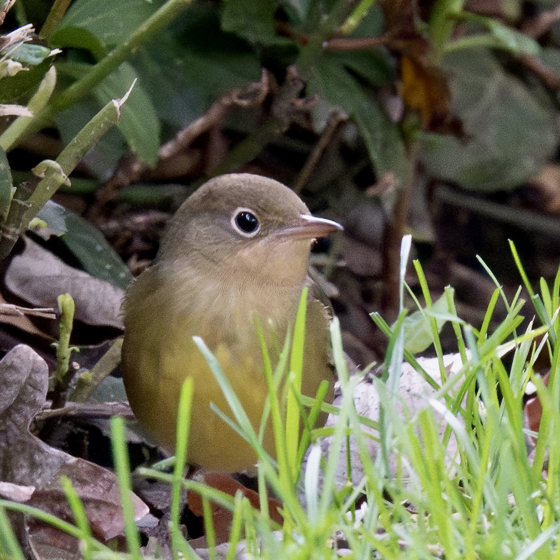 Connecticut Warbler - ML609227644