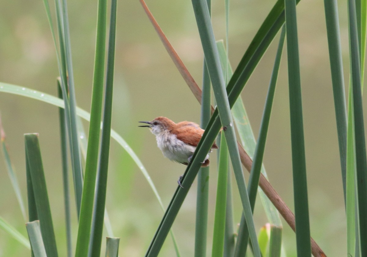 Yellow-chinned Spinetail - ML609227751