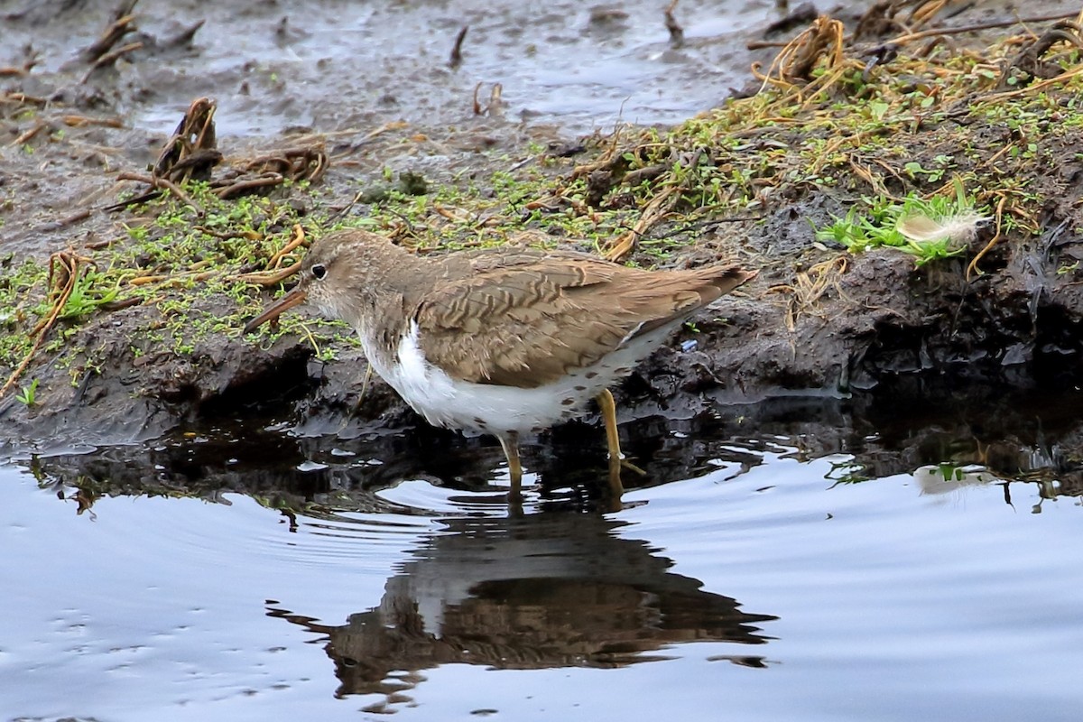 Spotted Sandpiper - ML609227785