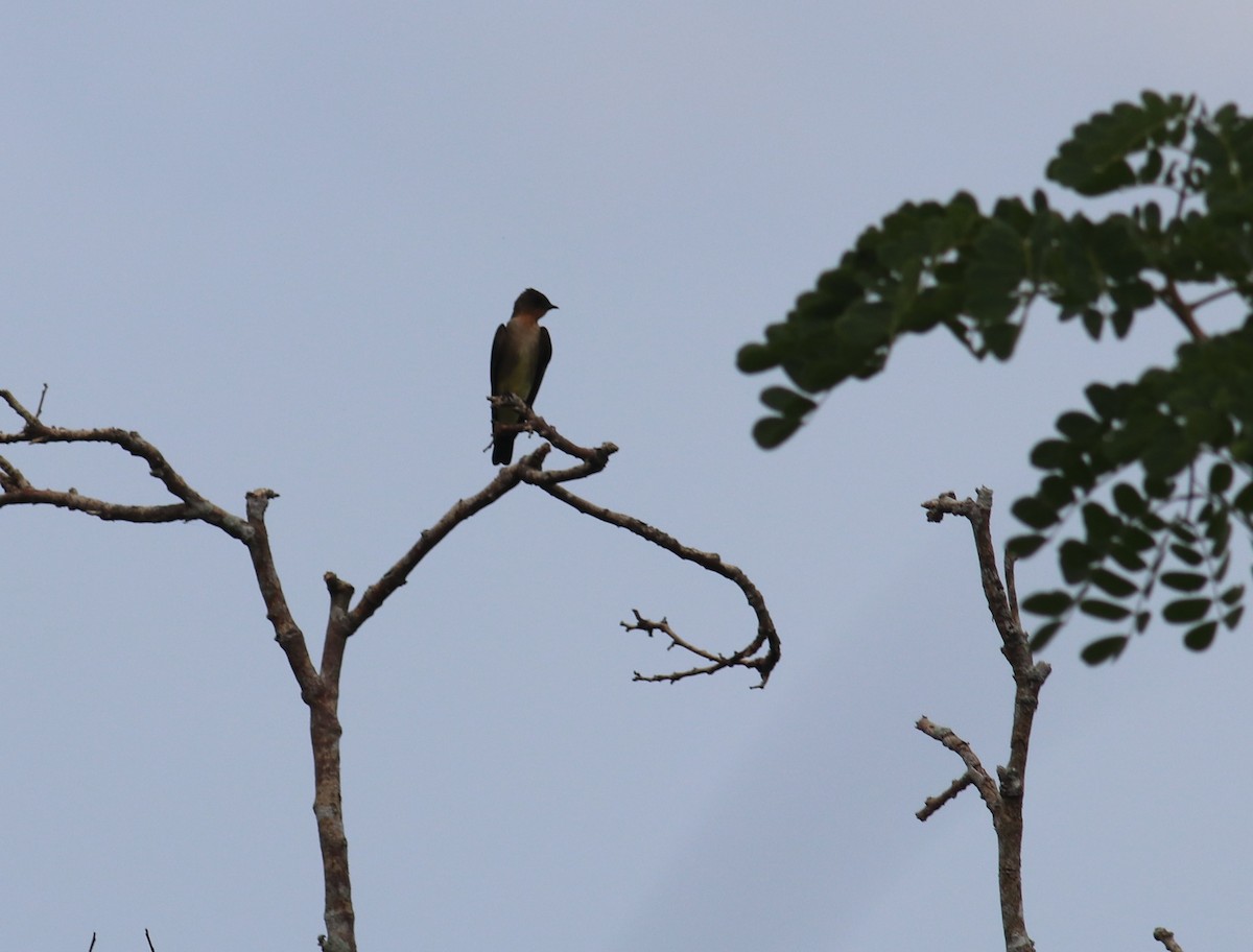 Southern Rough-winged Swallow - ML609227801