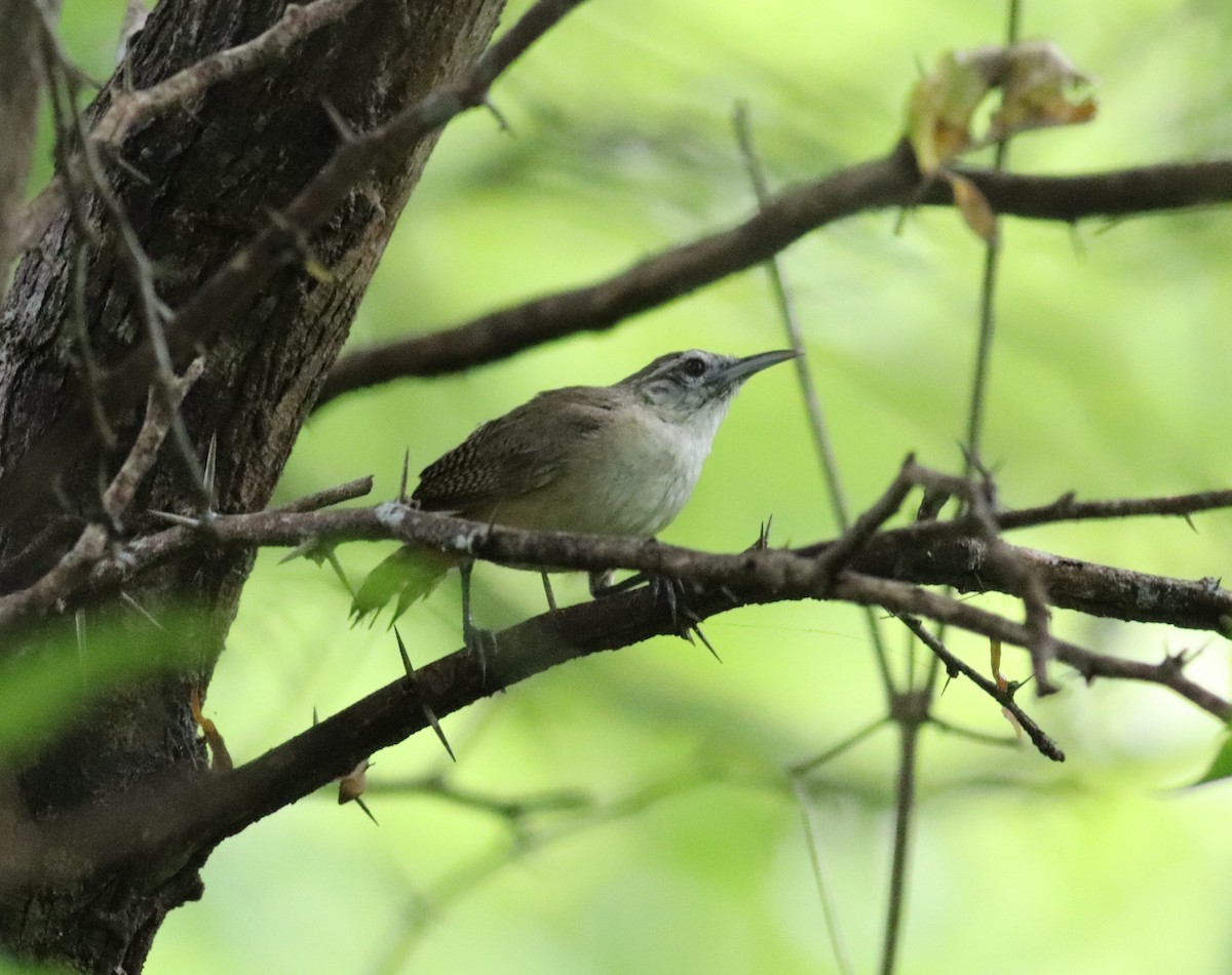 Buff-breasted Wren - ML609227811