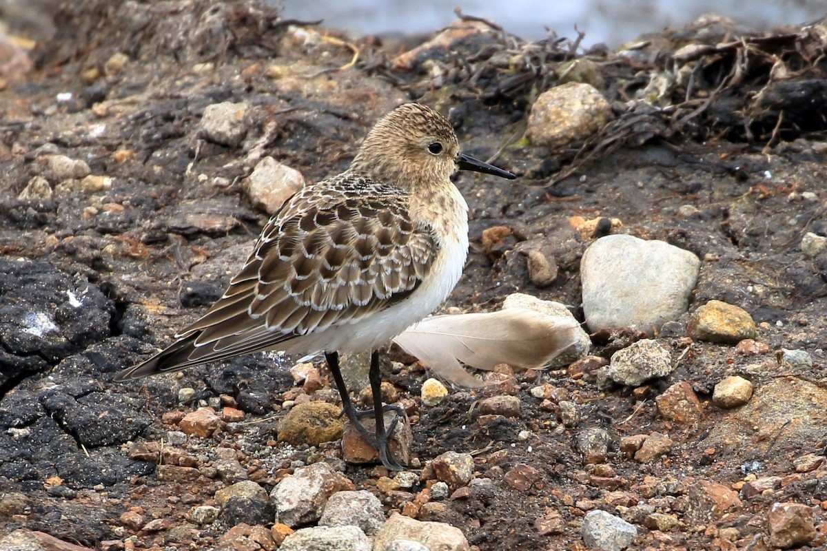 Baird's Sandpiper - ML609227814