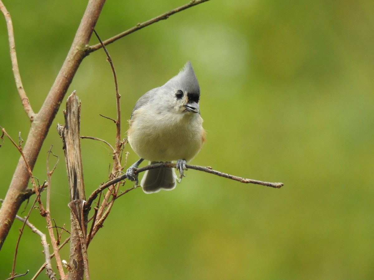 Tufted Titmouse - ML609227821