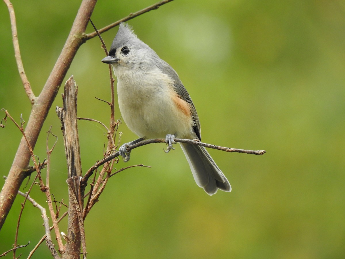 Tufted Titmouse - ML609227828