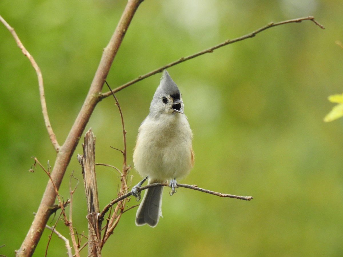 Tufted Titmouse - ML609227830