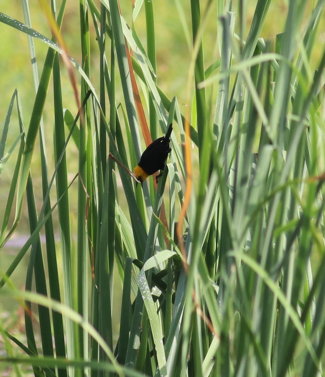 Yellow-hooded Blackbird - ML609227851