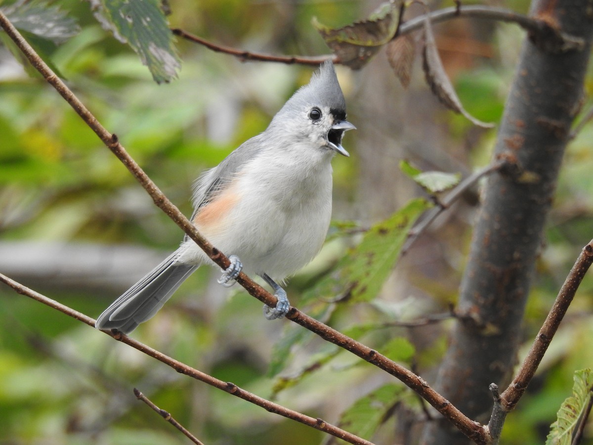 Tufted Titmouse - ML609227855