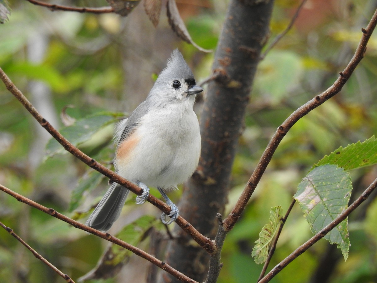 Tufted Titmouse - ML609227857