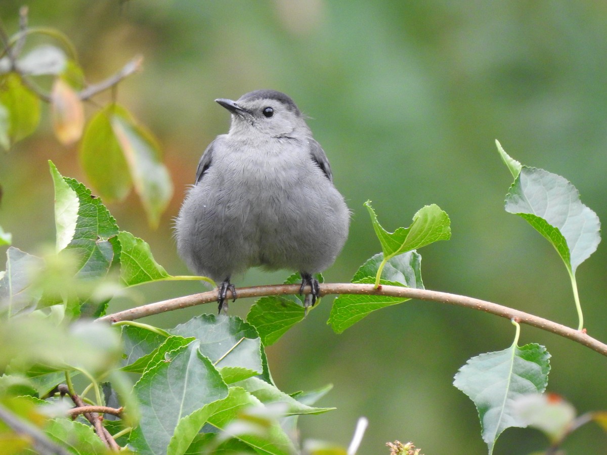 Gray Catbird - Kristy Brig