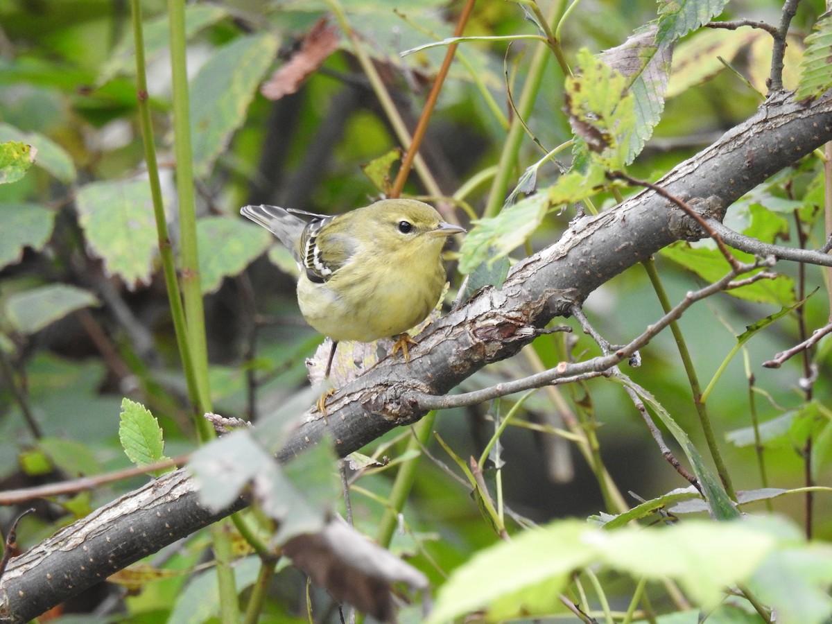 Blackpoll Warbler - ML609227912