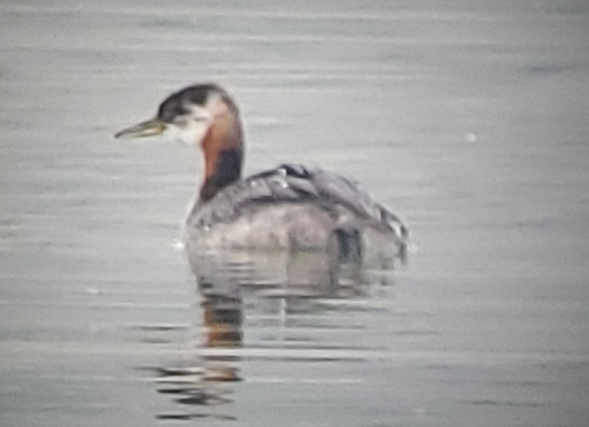 Red-necked Grebe - ML609228013