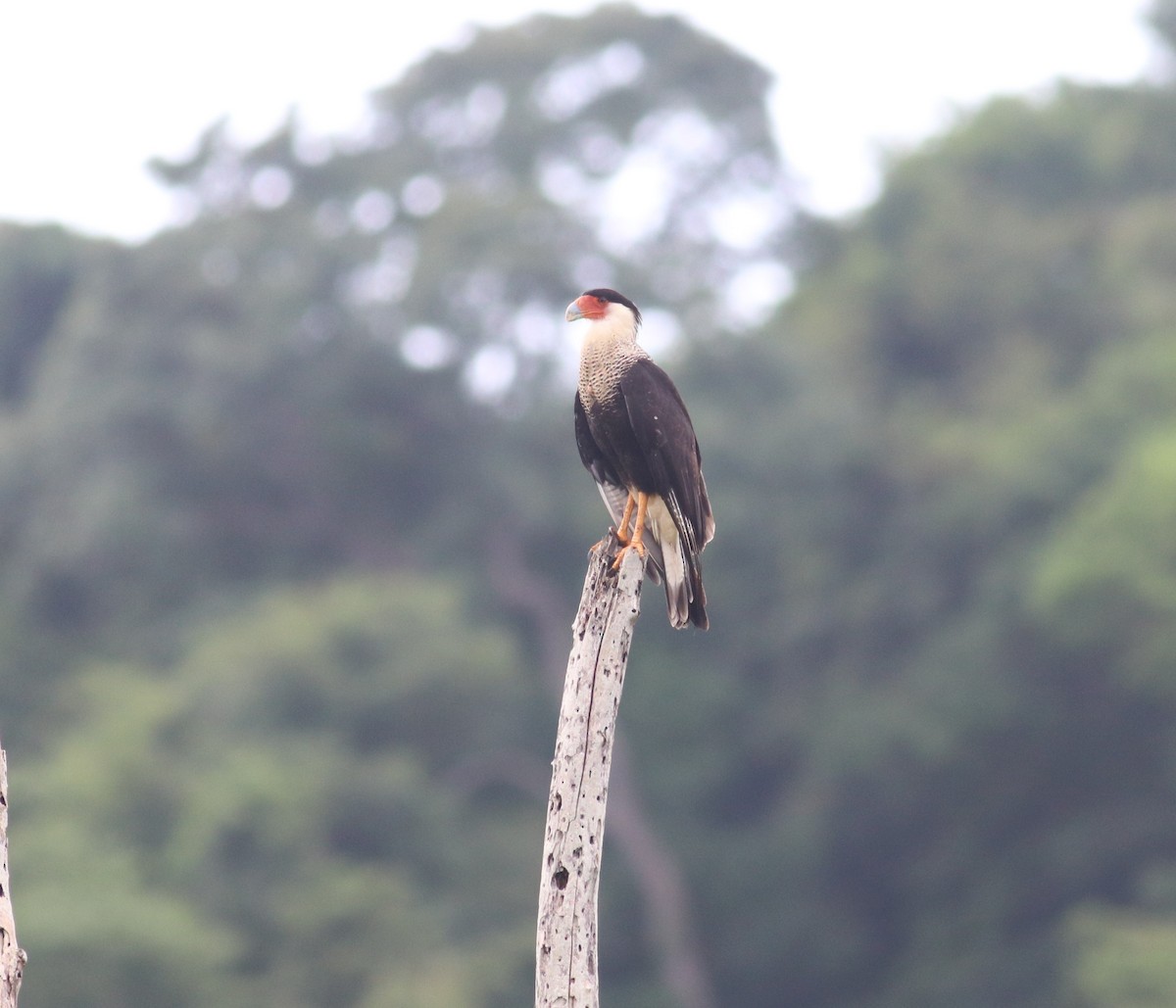 Crested Caracara - ML609228137