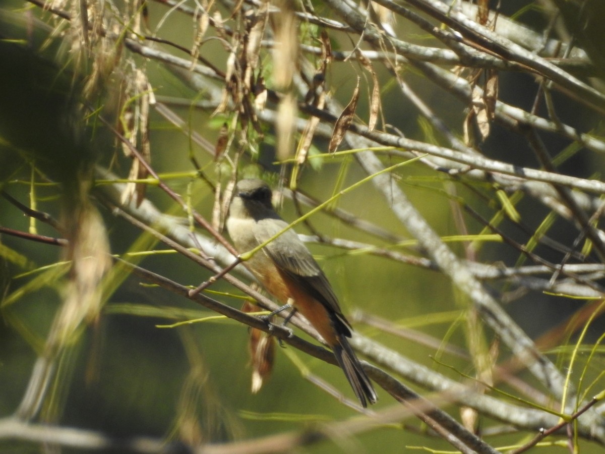 Say's Phoebe - ML609228145