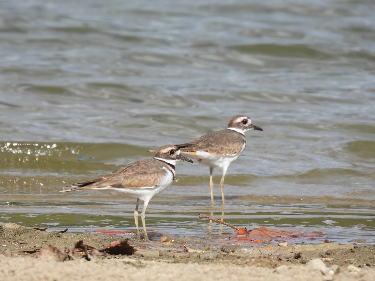 Killdeer - ML609228149