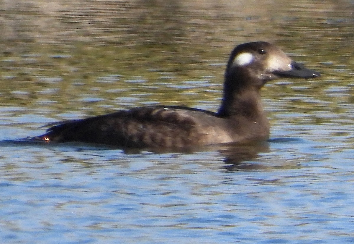 White-winged Scoter - ML609228160