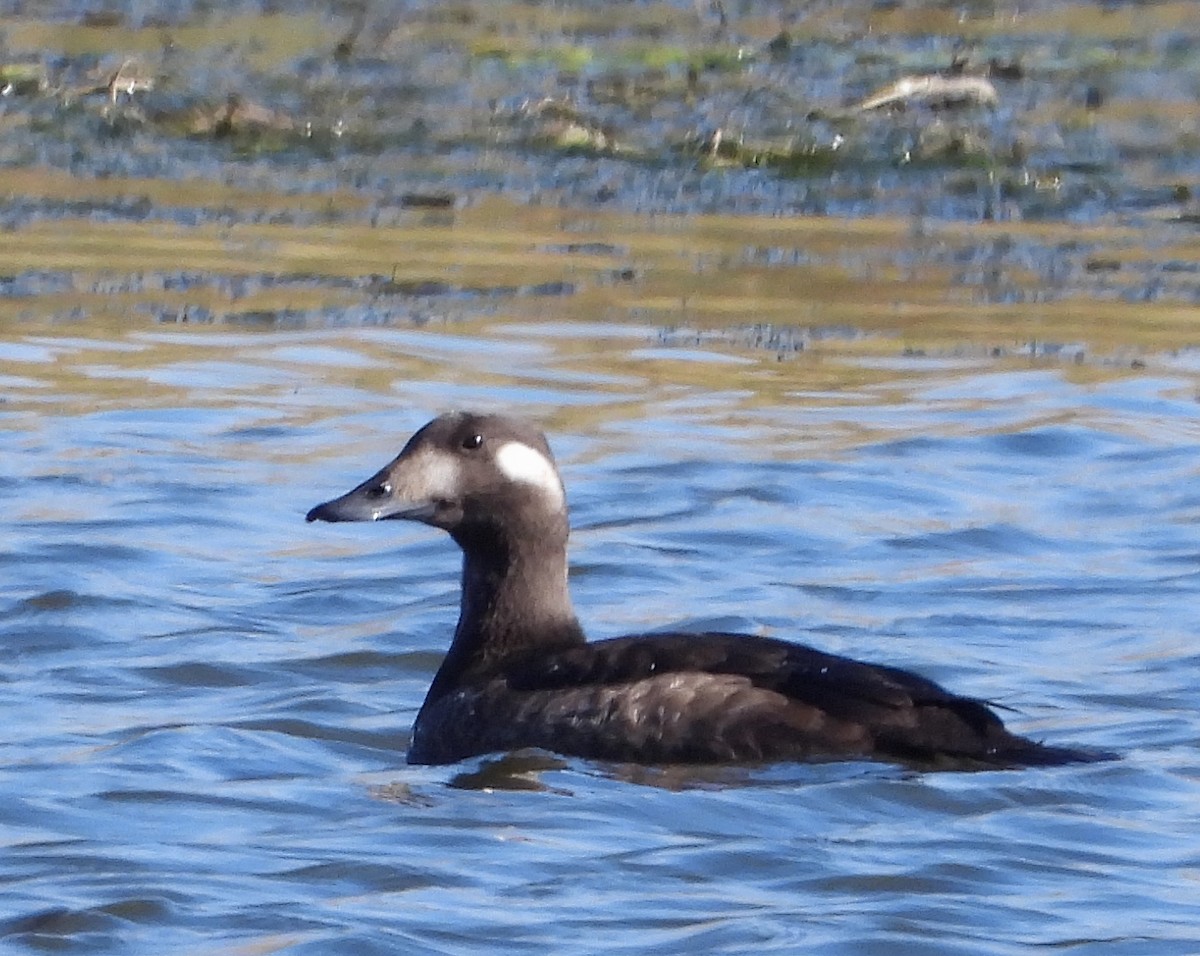 White-winged Scoter - ML609228173