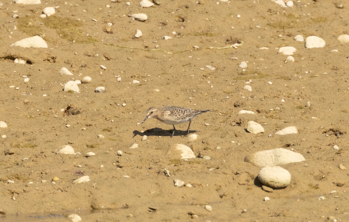 Baird's Sandpiper - ML609228177