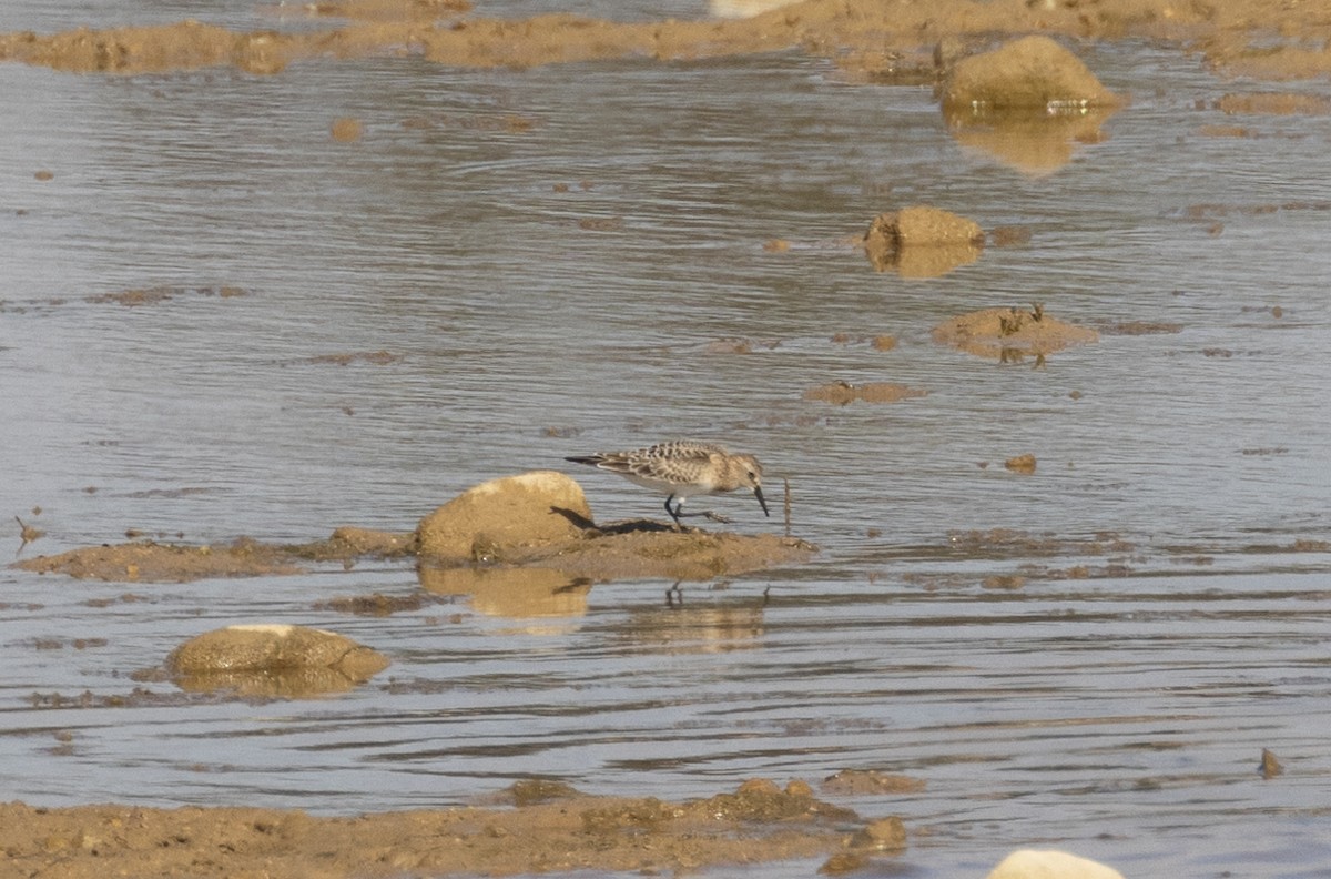 Baird's Sandpiper - ML609228178