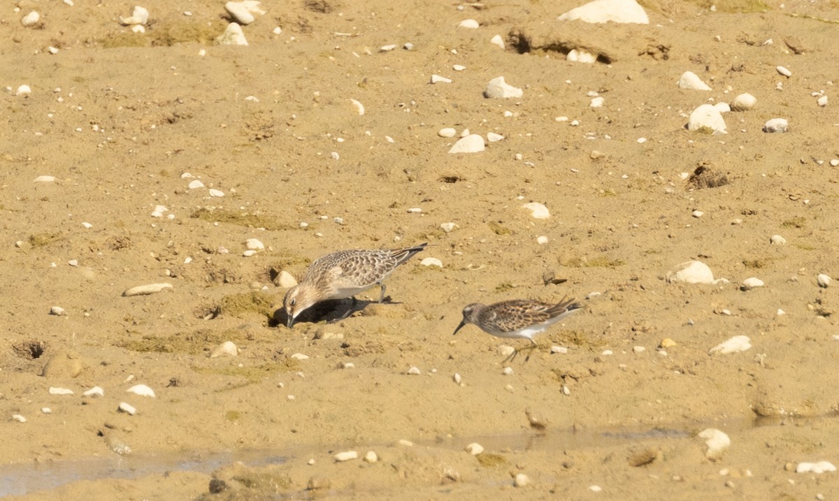 Baird's Sandpiper - ML609228179