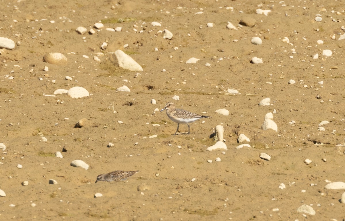 Baird's Sandpiper - ML609228180