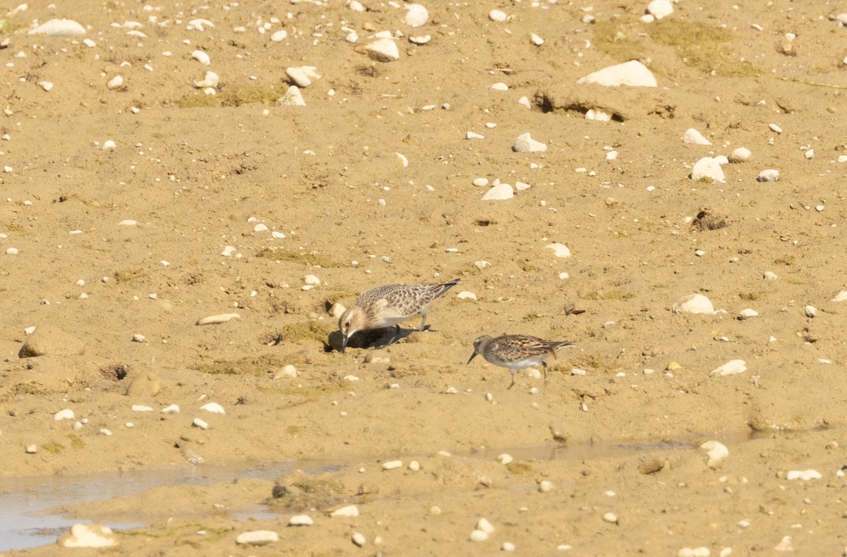 Baird's Sandpiper - ML609228181