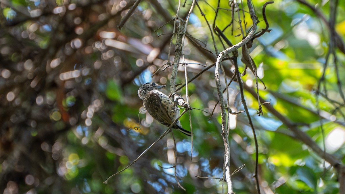 White-wedged Piculet - Aldrey Cruz